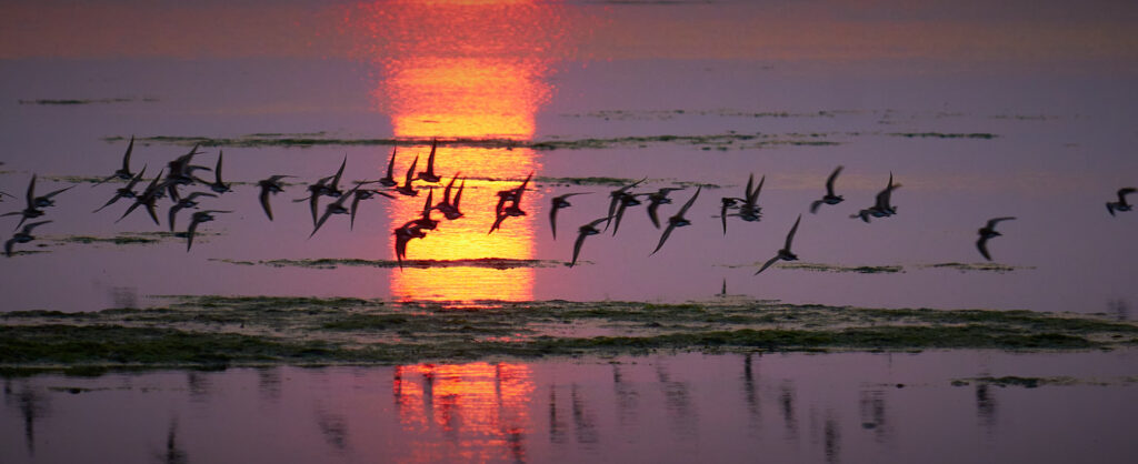 Banner Shorebirds at Sunset
