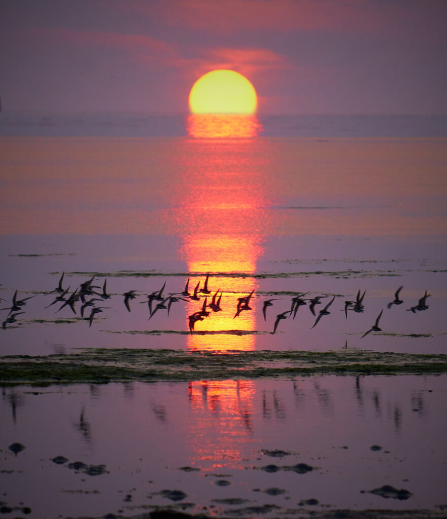 Shorebirds at Sunset