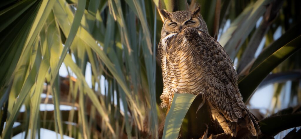 Great Horned Owl Palm Tree