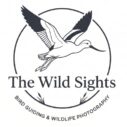 Las Vegas Bird Tours – The Wild Sights