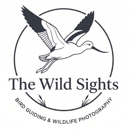 Las Vegas Bird Tours – The Wild Sights